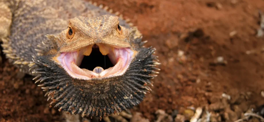 scientists-unlock-the-gene-that-lets-bearded-dragons-switch-sex