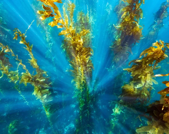 protected-seas-help-kelp-forests-bounce-back-from-heatwaves