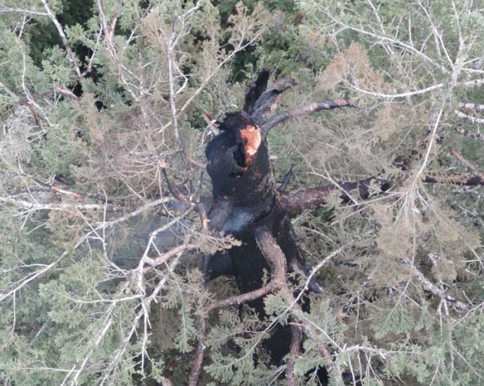 one-of-the-world’s-tallest-trees-is-burning.-why-can’t-firefighters-put-it-out?