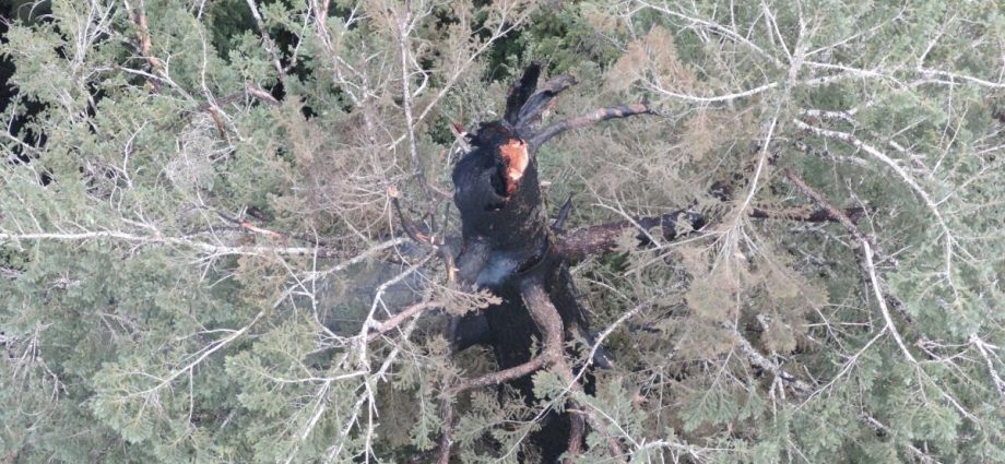 one-of-the-world’s-tallest-trees-is-burning.-why-can’t-firefighters-put-it-out?