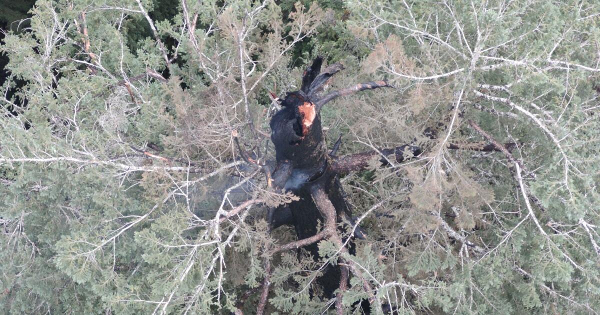 one-of-the-world’s-tallest-trees-is-burning.-why-can’t-firefighters-put-it-out?