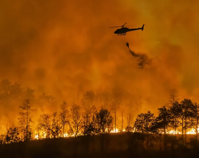 the-surprising-reason-timber-plantations-explode-into-megafires