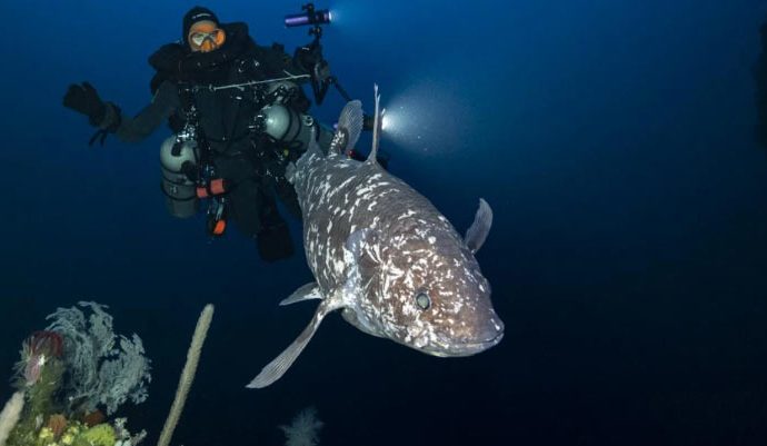 Scientists Capture Rare Images of Indonesian Coelacanth