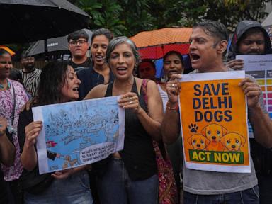 india’s-supreme-court-orders-stray-dogs-released-to-new-delhi-streets-in-modified-ruling