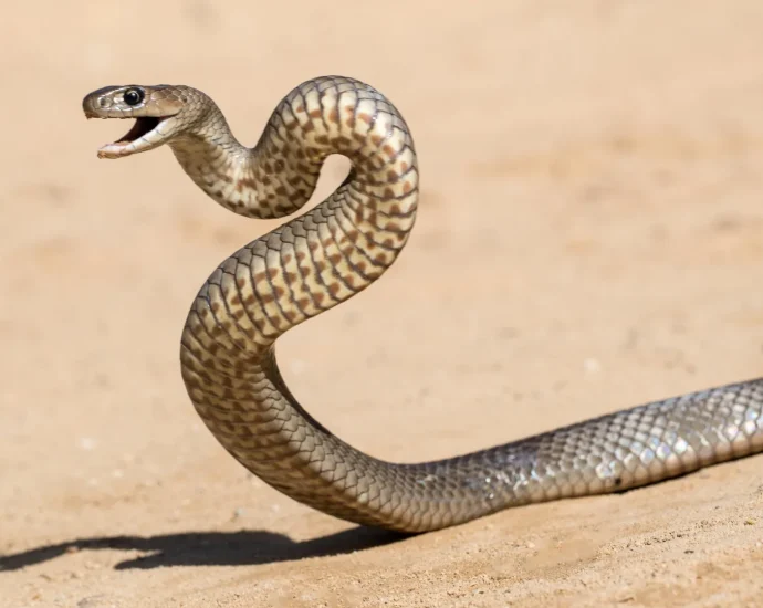 hidden-venom-divide-in-australia’s-deadliest-snake-raises-urgent-treatment-questions