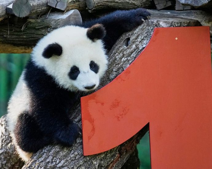 berlin-zoo-panda-twins-leni-and-lotti-celebrate-first-birthday
