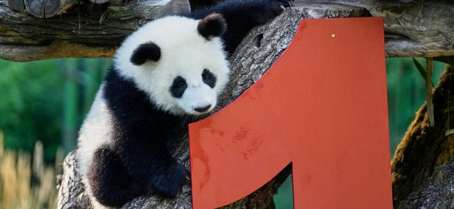 berlin-zoo-panda-twins-leni-and-lotti-celebrate-first-birthday