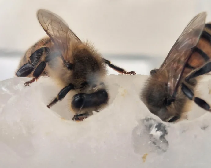 scientists-found-the-missing-nutrients-bees-need-—-colonies-grew-15-fold