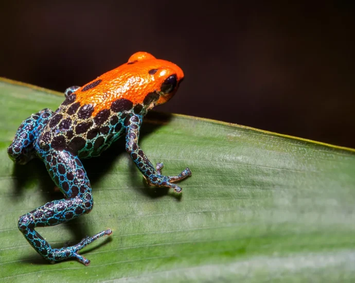most-of-earth’s-species-came-from-explosive-bursts-of-evolution