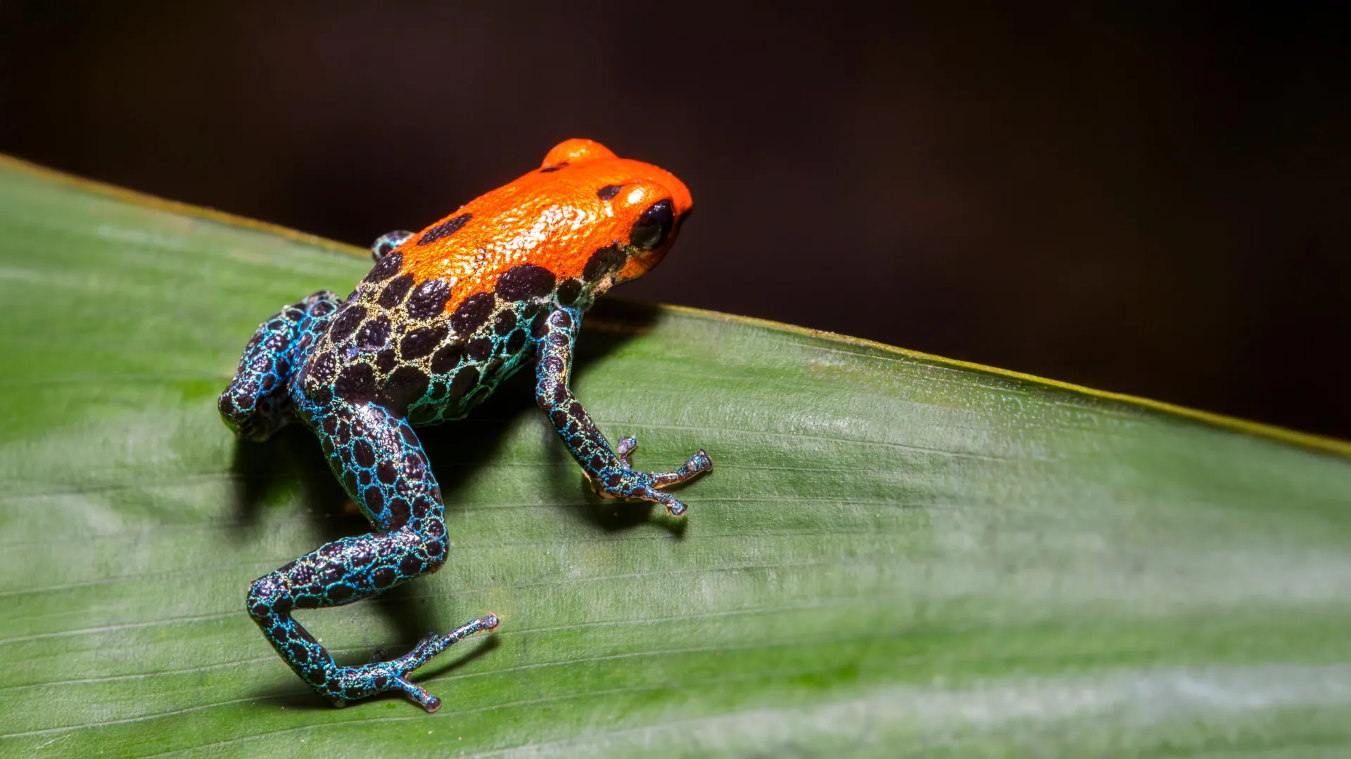 most-of-earth’s-species-came-from-explosive-bursts-of-evolution