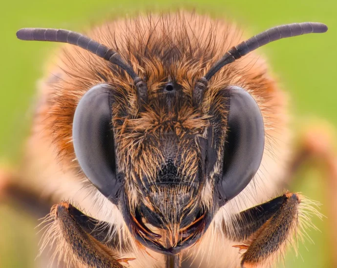 why-tiny-bee-brains-could-hold-the-key-to-smarter-ai