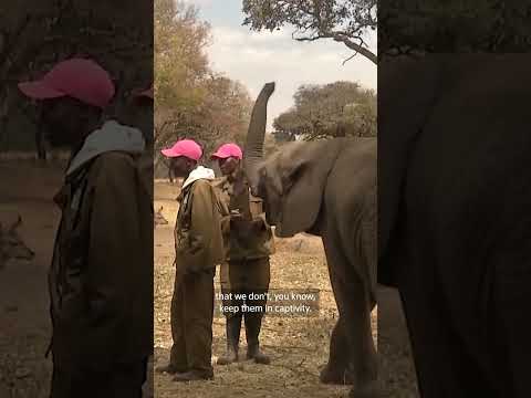 zimbabwe-nursery-rewilds-orphaned-elephants