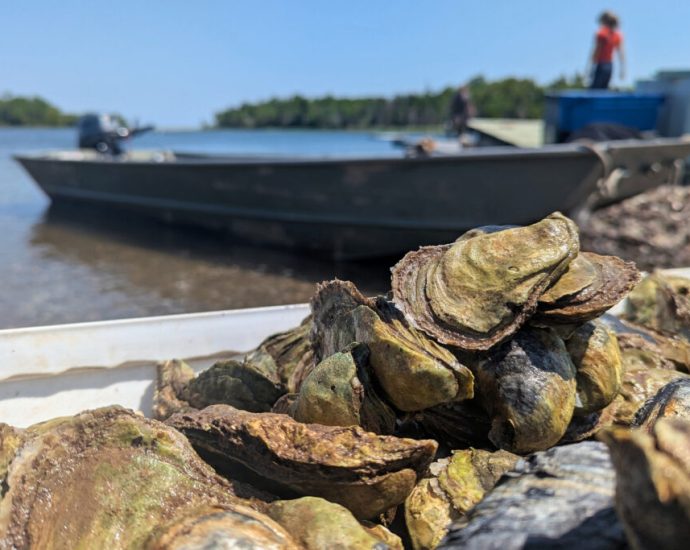 sewage-taints-canadian-oysters.-then-americans-eat-them