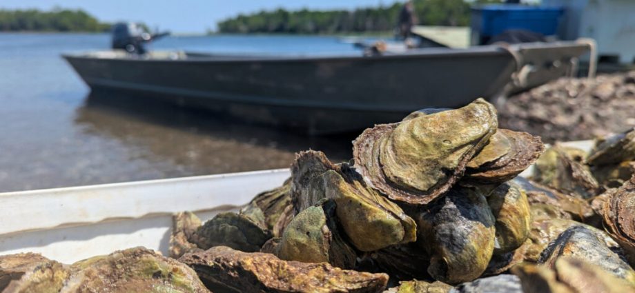 sewage-taints-canadian-oysters.-then-americans-eat-them