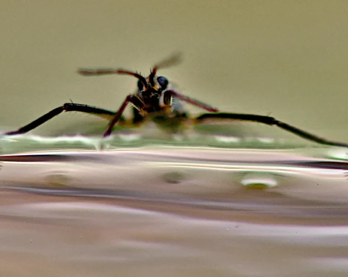 scientists-unlock-nature’s-secret-to-superfast-mini-robots