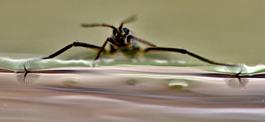 scientists-unlock-nature’s-secret-to-superfast-mini-robots