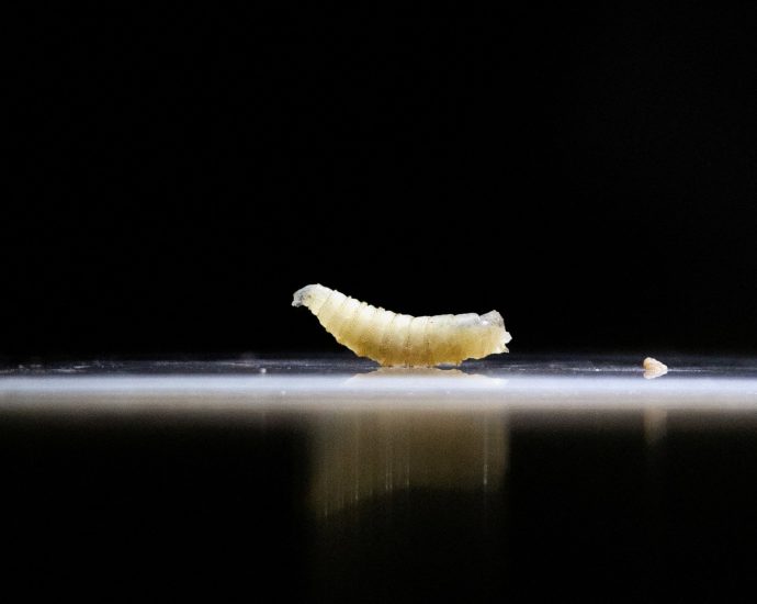 screwworm?-what’s-the-flesh-eating-parasite-found-in-a-human-in-the-us?