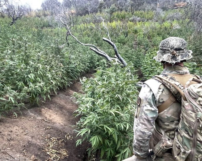 weeded-out:-2,377-illegal-marijuana-plants,-gun-removed-from-national-park