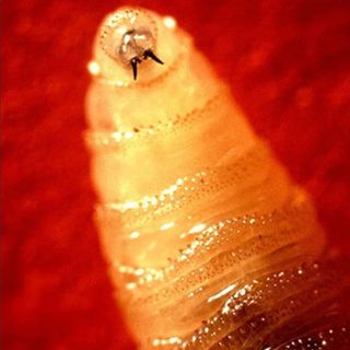 Flesh-eating screwworm case detected in person in U.S. for first time in years