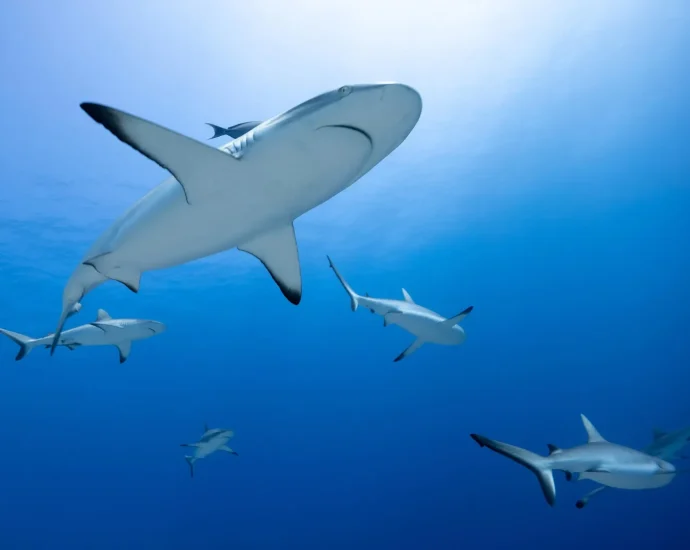 sharks’-teeth-are-crumbling-in-acid-seas