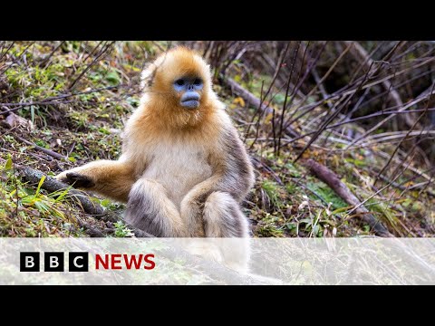 the-battle-to-save-china’s-rare-snub-nosed-monkey-|-bbc-news