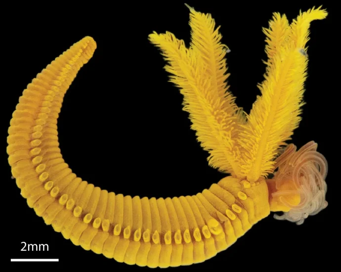 the-bright-yellow-worm-that-turns-ocean-poison-into-golden-survival-crystals