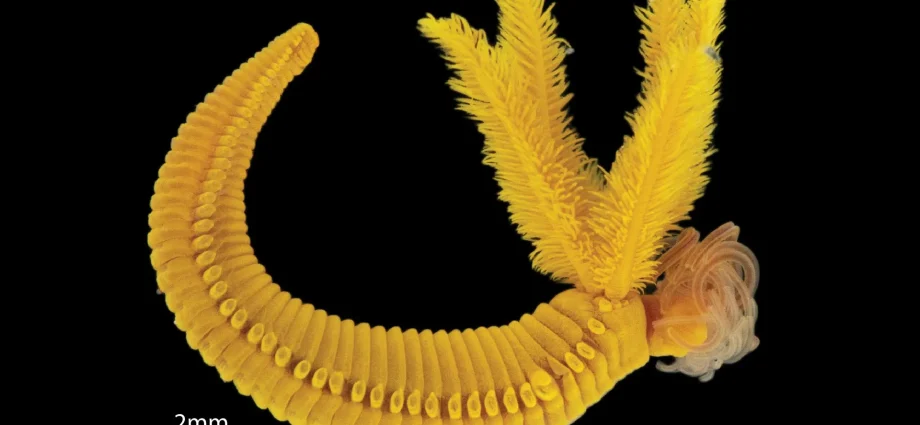the-bright-yellow-worm-that-turns-ocean-poison-into-golden-survival-crystals