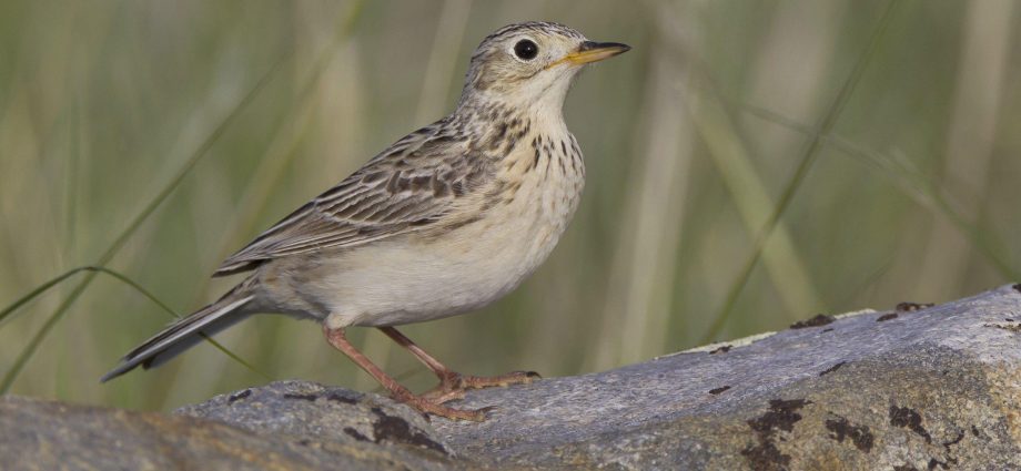 the-invisible-‘giant-nets’-that-catch-the-smallest-songbirds