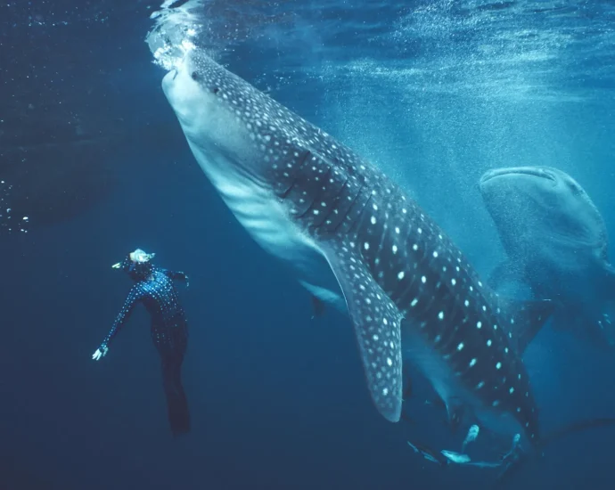 why-most-whale-sharks-in-indonesia-are-scarred-by-humans