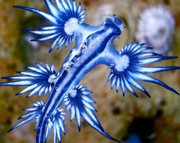 warnings-issued-as-rare-blue-dragon-‘angels’-force-beaches-to-close
