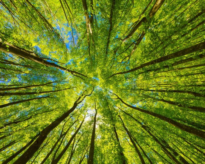 this-is-your-brain-on-nature