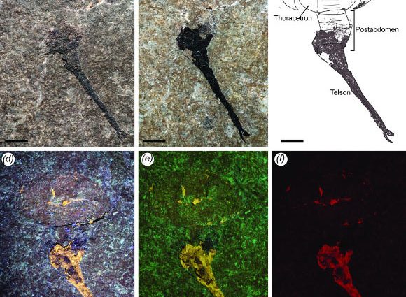 Paleontologist Discovers First Known Silurian Horseshoe Crab