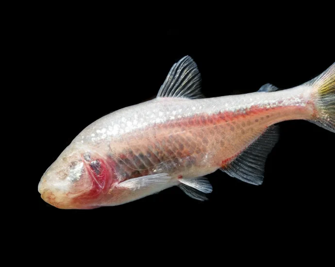in-the-dark-for-11-million-years:-how-blind-cavefish-rewrote-evolution