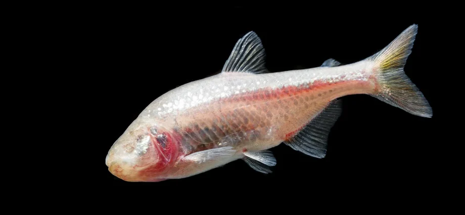 in-the-dark-for-11-million-years:-how-blind-cavefish-rewrote-evolution