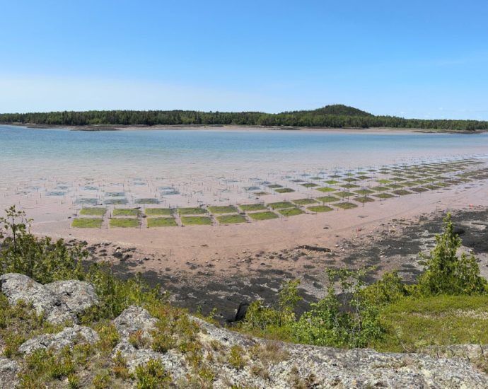 can-clams-make-a-comeback-on-a-tribal-reservation-in-maine?