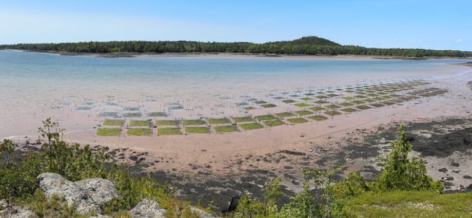 can-clams-make-a-comeback-on-a-tribal-reservation-in-maine?