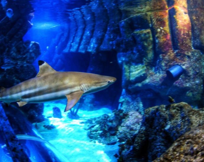 sharks-are-losing-their-bite-and-here’s-why-it-should-really-worry-you