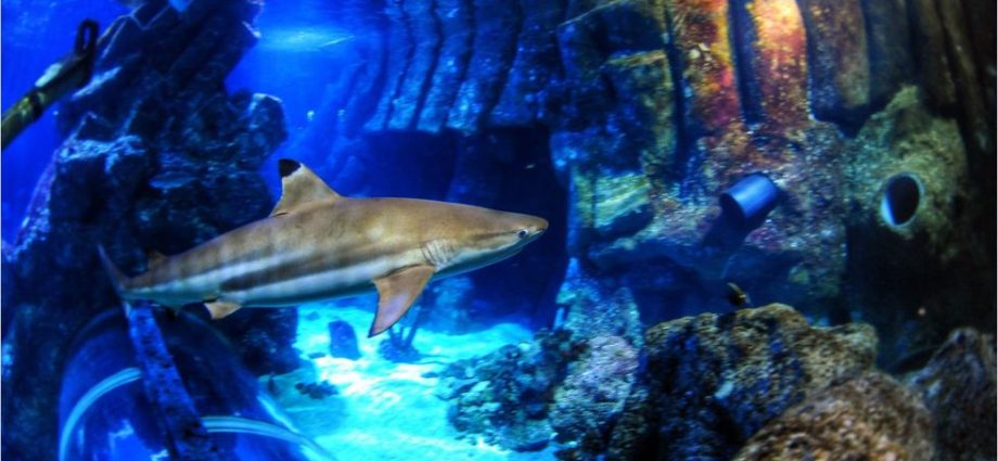 sharks-are-losing-their-bite-and-here’s-why-it-should-really-worry-you