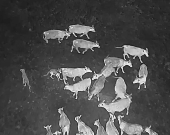 drones-blasting-ac/dc-and-scarlett-johansson-are-helping-biologists-protect-cattle-from-wolves