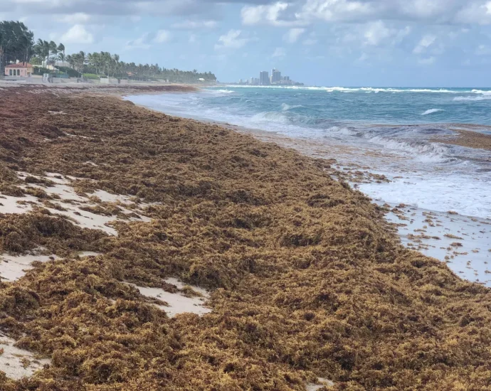 a-monster-seaweed-bloom-is-taking-over-the-atlantic