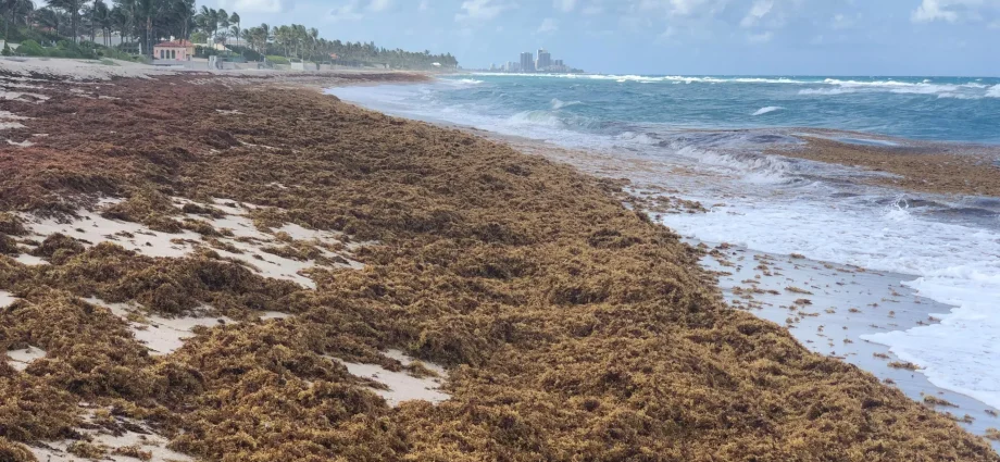 a-monster-seaweed-bloom-is-taking-over-the-atlantic
