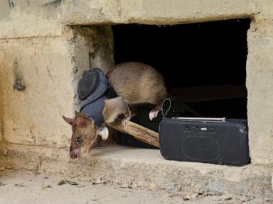 land-mines-and-tuberculosis-are-no-match-for-tanzanian-‘hero-rats’-sniffing-out-danger-and-disease