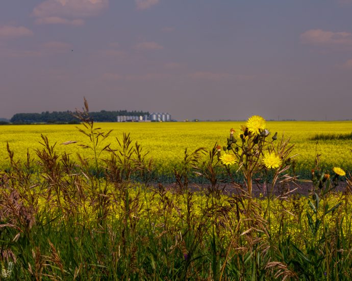 Canadian farmers weigh future as Chinese tariffs hit canola prices