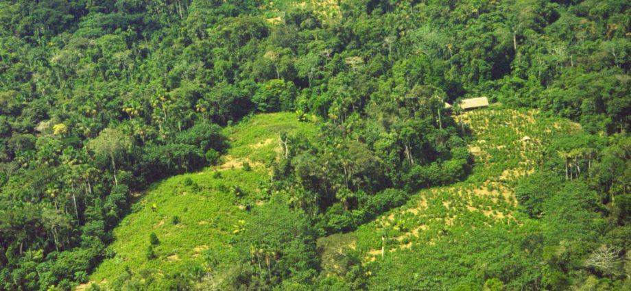 peru-votes-against-creating-new-indigenous-reserve-in-amazon-region