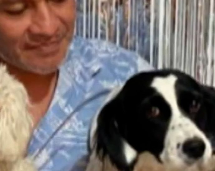 dog-saves-owner-after-dynamite-is-thrown-at-their-home