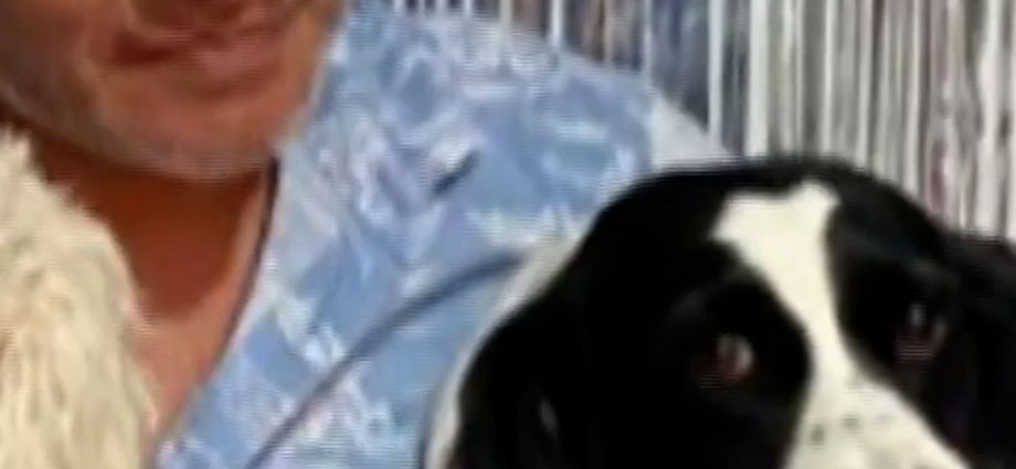 dog-saves-owner-after-dynamite-is-thrown-at-their-home
