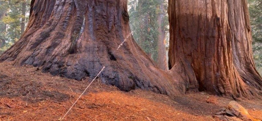 garnet-fire-threatens-vulnerable-grove-of-giant-sequoias