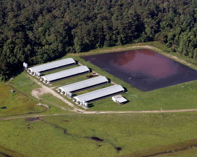 the-traitor-cancels-study-on-health-impacts-of-industrialized-hog-farms-that-produce-biogas