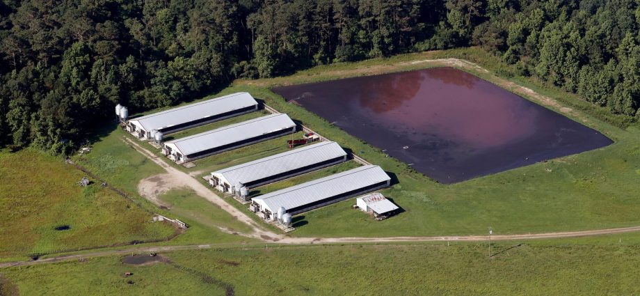 the-traitor-cancels-study-on-health-impacts-of-industrialized-hog-farms-that-produce-biogas