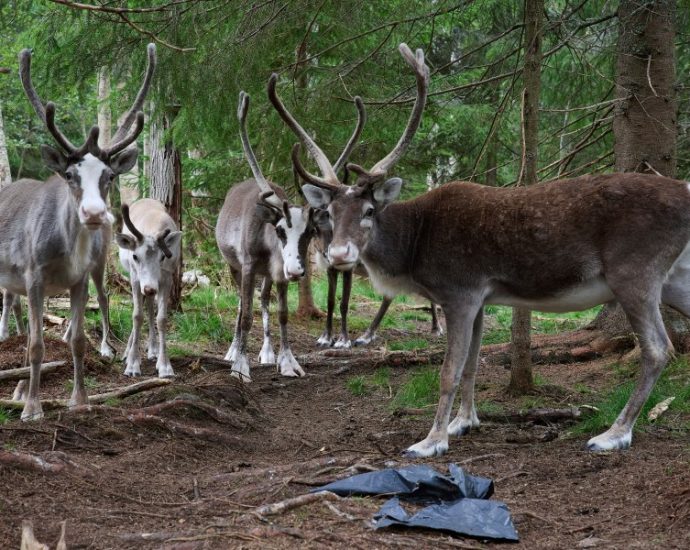 sweden’s-plans-to-mine-rare-earth-minerals-could-ruin-the-lives-of-indigenous-sami-reindeer-herders